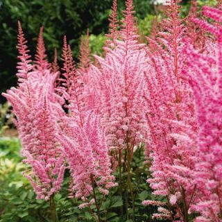 Mighty Pip Plume Astilbe Thumbnail